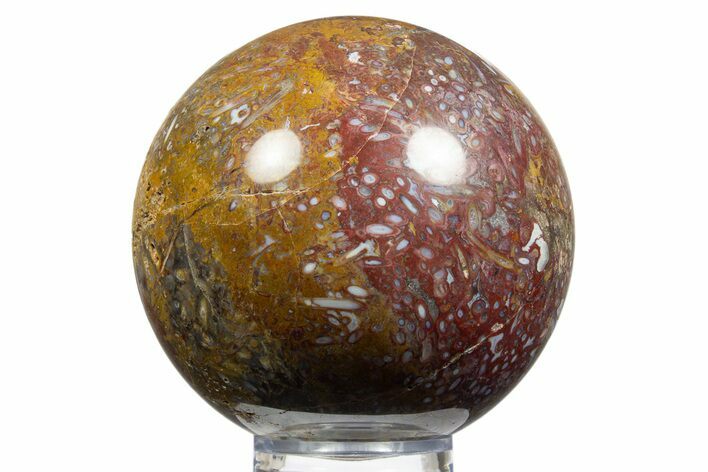 Colorful Polished Petrified Palm Root Sphere - Indonesia #311712